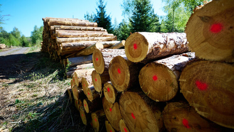 DEUTSCHLAND WALD
