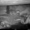Amt für Jagd und Fischerei Graubünden 20261020105622972.jpg