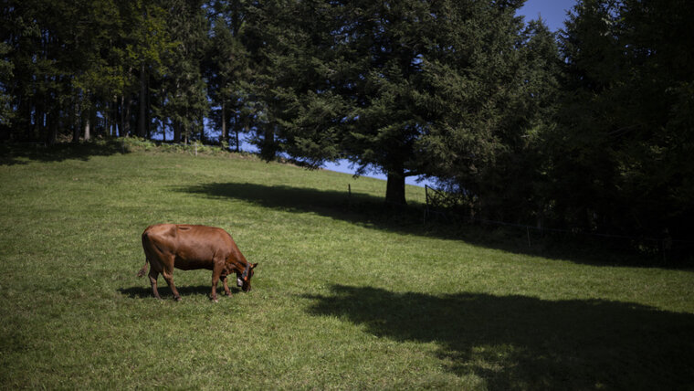 KEYSTONE/GIAN EHRENZELLER 20260330134824346.jpg